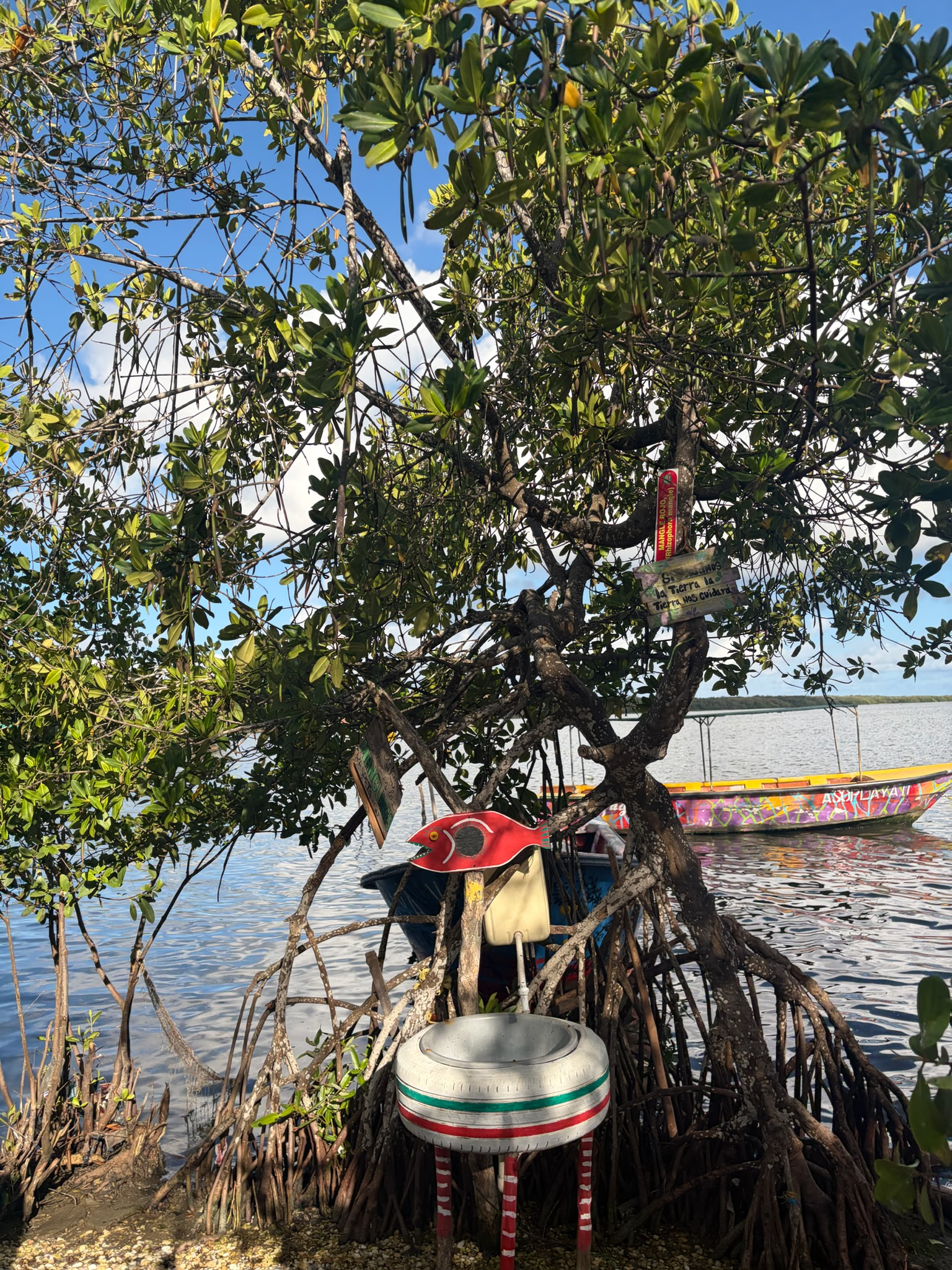 El mangle rojo, Rhizophora mangle, con sus raíces arqueadas en la Ciénaga de Mallorquín