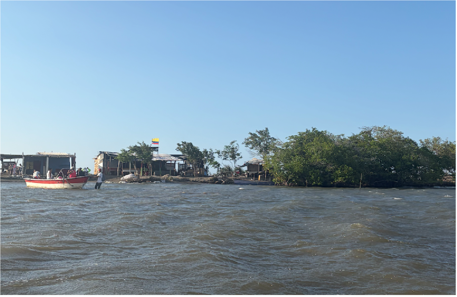 Raíces de manglar en el agua
