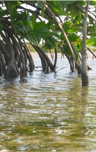 Red de pesca en el manglar