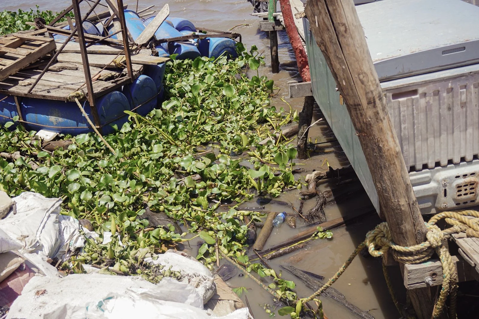 La Taruya está invadiendo el río