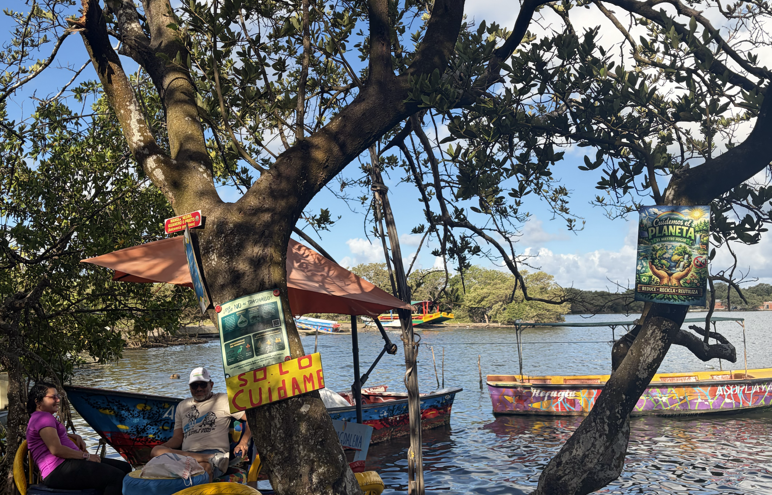 La vida según cada mangle - Ciénaga de Mallorquín