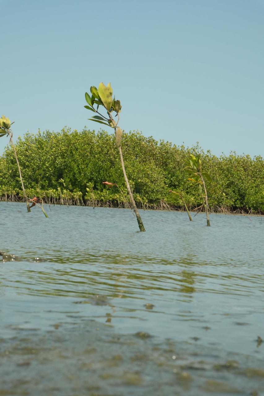 Especies de Mangle en el Caribe